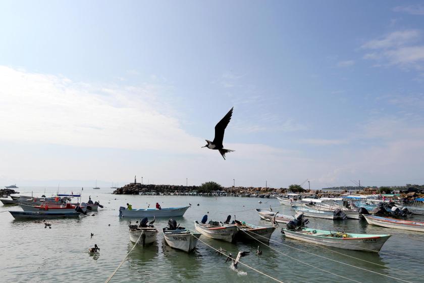 Investigadores del CUCosta duplican superficie de corales restaurados en Islas Marietas